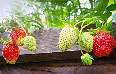 任天堂：下一任主机的概念和发售时间仍在内部讨论中